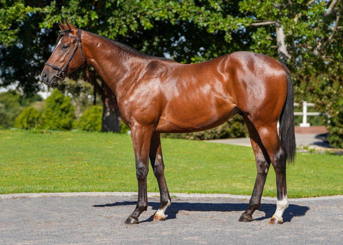 LOT 29 – WORLD ATTRACTION - Bay Colt
One World x Major Attraction (Vercingetorix)
SOLD R 1 500,000
<a href="/WinterbachStud/">Winterbach Stud</a>  #SummerSale2025