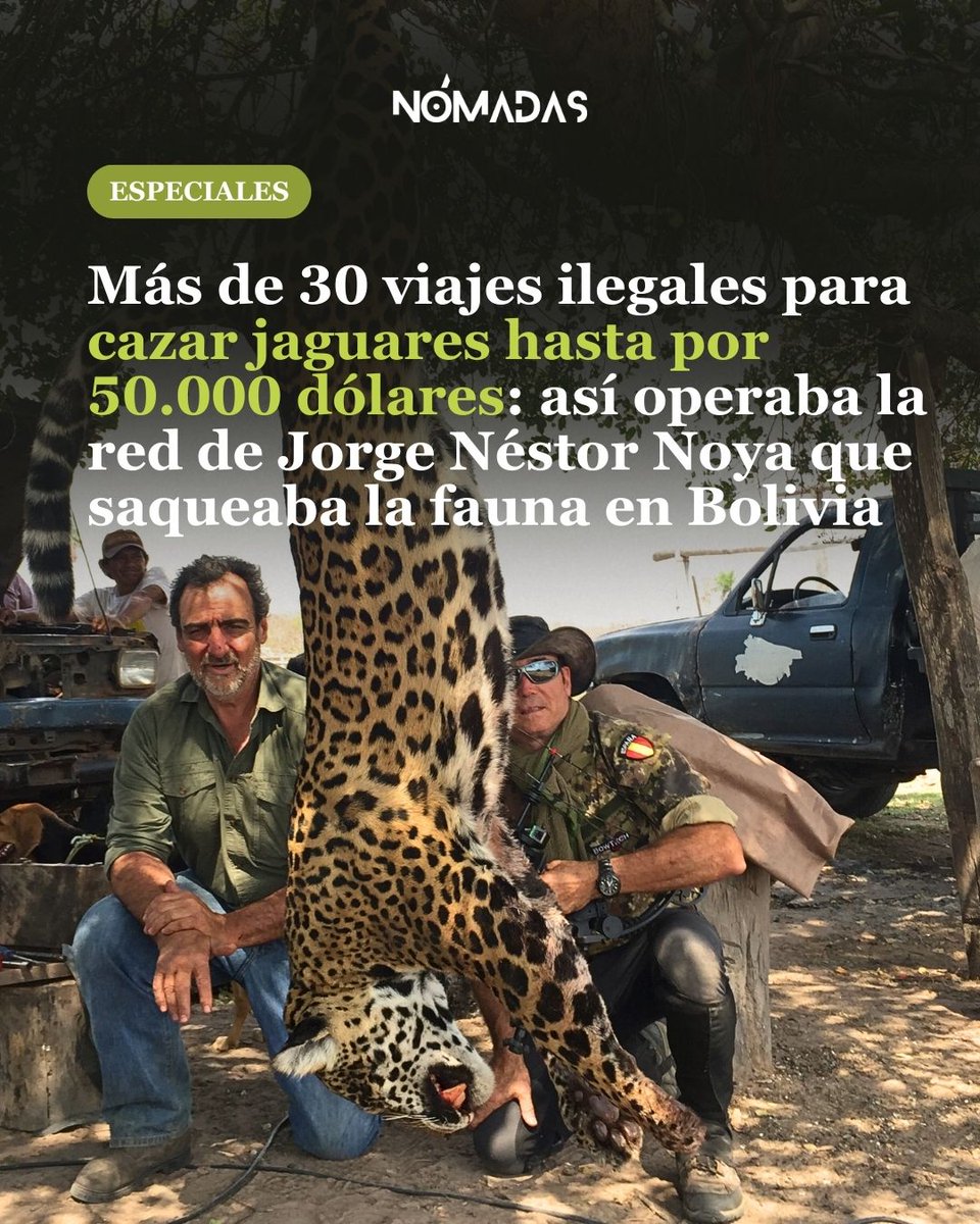 revista_nomadas's tweet photo. ⚠️#AlertaNegocioDeSangre
La investigación revela una red de tráfico de fauna liderada por Jorge Néstor Noya, que cazaba ilegalmente jaguares y otras especies protegidas, dañando la biodiversidad.

📍Lee la investigación completa aquí 👉🏽https://t.co/a5GMadxvto

#RevistaNómadas https://t.co/U8l06kP7ML