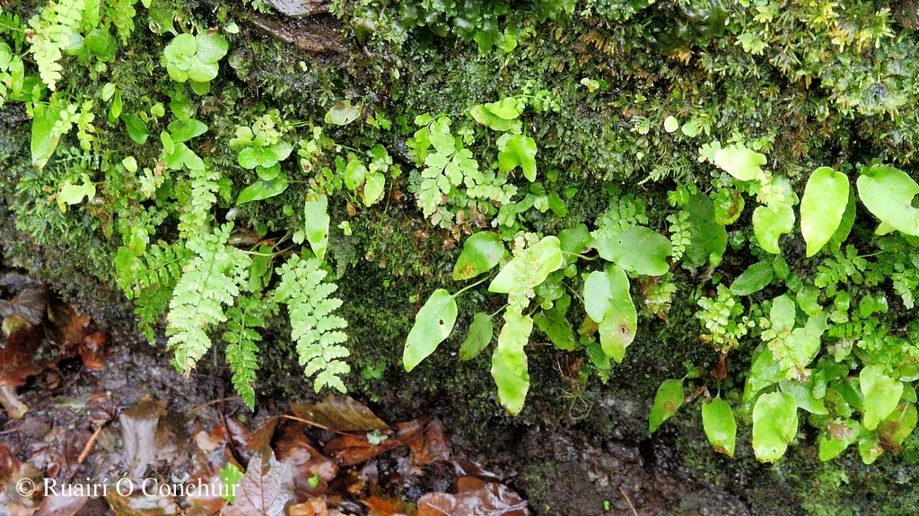 Ruairí Ó Conchúir tweet media