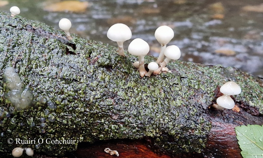 Ruairí Ó Conchúir tweet media