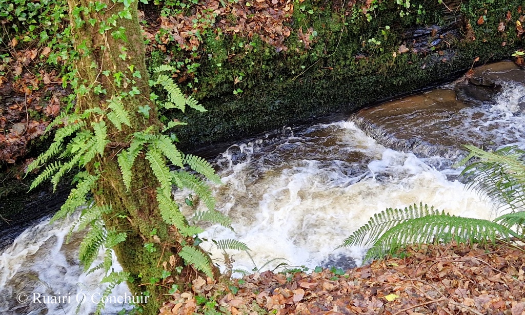 Ruairí Ó Conchúir tweet media