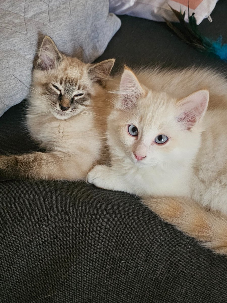 Der Grund für meine mentale Gesundheit 🤩😍
#Persermixkitten#büsis#katzen kinder#