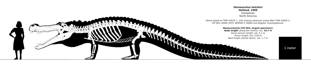 The monstruous alligatoroid Deinosuchus is famous for fossil evidence of having preyed on hadrosaurs and tyrannosauroids, although it seems to have preferred sea turtles. Compared to modern crocodilians, it had a massive skull, even relative to the enormous rest of the skeleton.