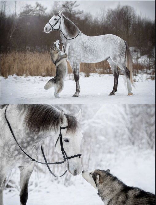 IF YOU LOVE Animals LEAVE A RED HEART🐶🤍🐴