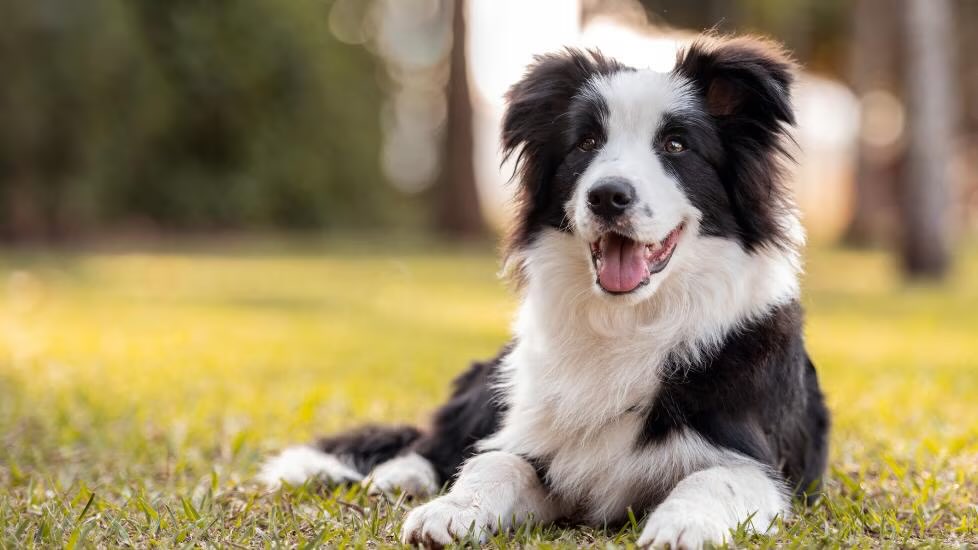 weirdhound's tweet photo. @VexKidd_ @doughdowntogo @wso8939 just wait until you see what border collies look like… https://t.co/9BG710WRyg