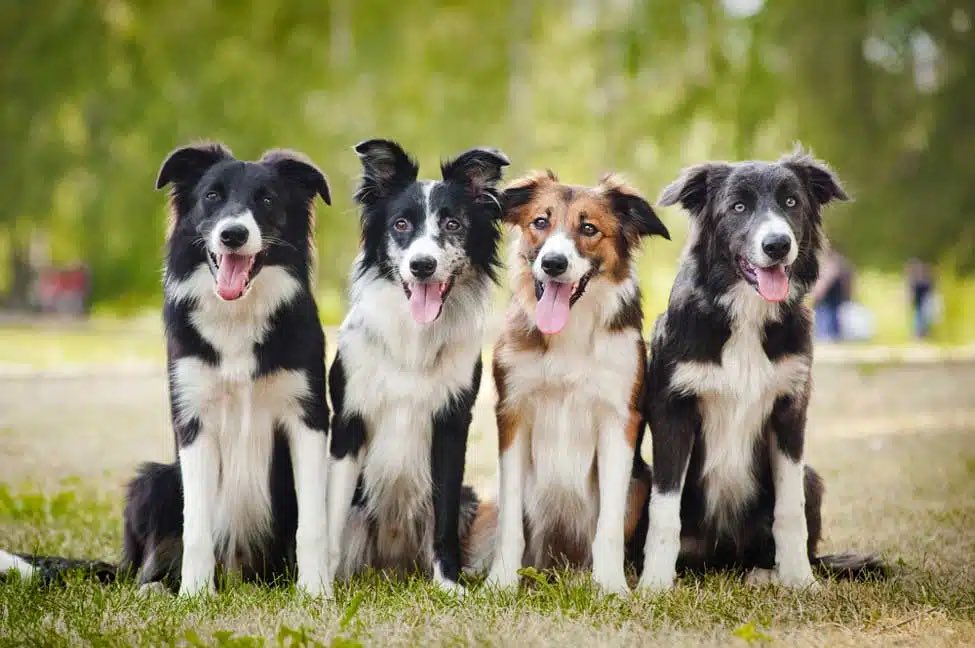 weirdhound's tweet photo. @VexKidd_ @doughdowntogo @wso8939 just wait until you see what border collies look like… https://t.co/9BG710WRyg