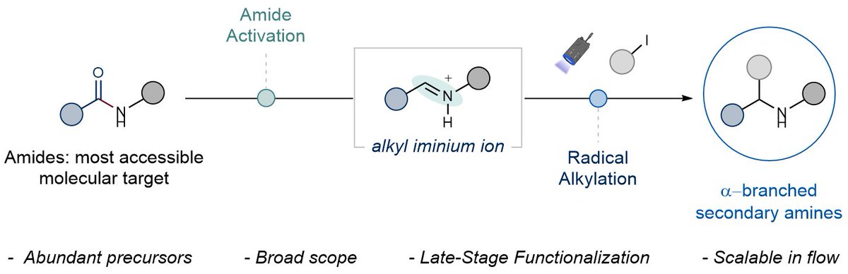 Noel Research Group (@noelgroupuva) on Twitter photo We've developed a robust photochemical alkylation method to transform secondary amides into α-substituted secondary amines. Broad functional group tolerance, scalability via #flowchemistry, and ideal for drug discovery!
🔗 <a href="/NatureComms/">Nature Communications</a>: nature.com/articles/s4146…
#photocatalysis We've developed a robust photochemical alkylation method to transform secondary amides into α-substituted secondary amines. Broad functional group tolerance, scalability via #flowchemistry, and ideal for drug discovery!
🔗 <a href="/NatureComms/">Nature Communications</a>: nature.com/articles/s4146…
#photocatalysis