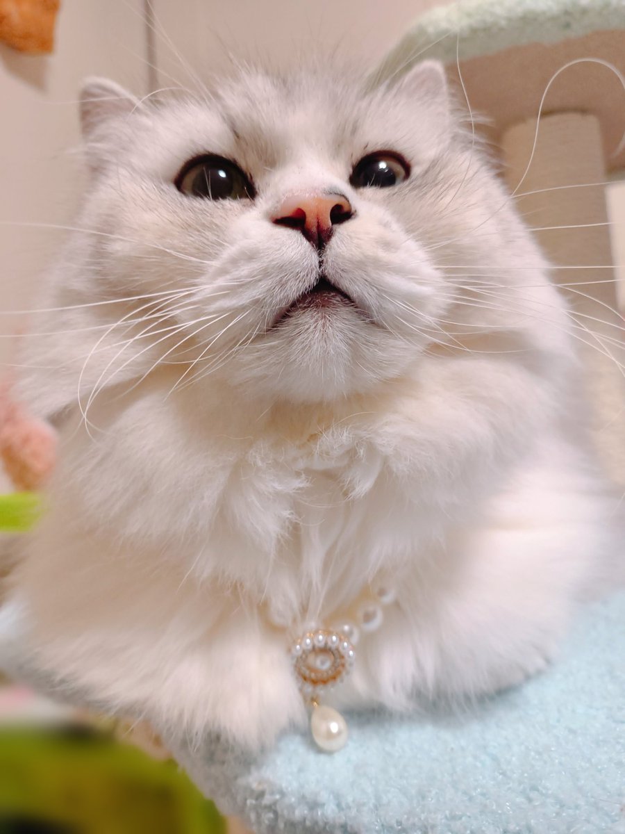 min_3cats's tweet photo. にゃにゃ（りおんサン）の新しい首輪 https://t.co/0CuYEqpHxn