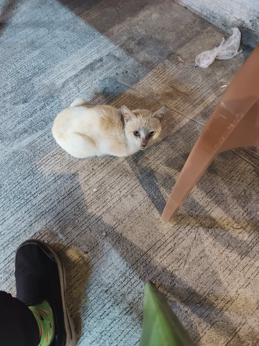 Pretending to be the main character of a slice of life seinen again 🍵🍜🍾🐱 genre switch to power fantasy plz 😅😂😩