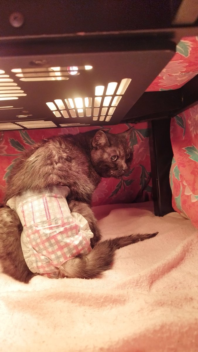 mecya78's tweet image. 風呂上がりコタツで乾燥中🐱

 #こたつねこ