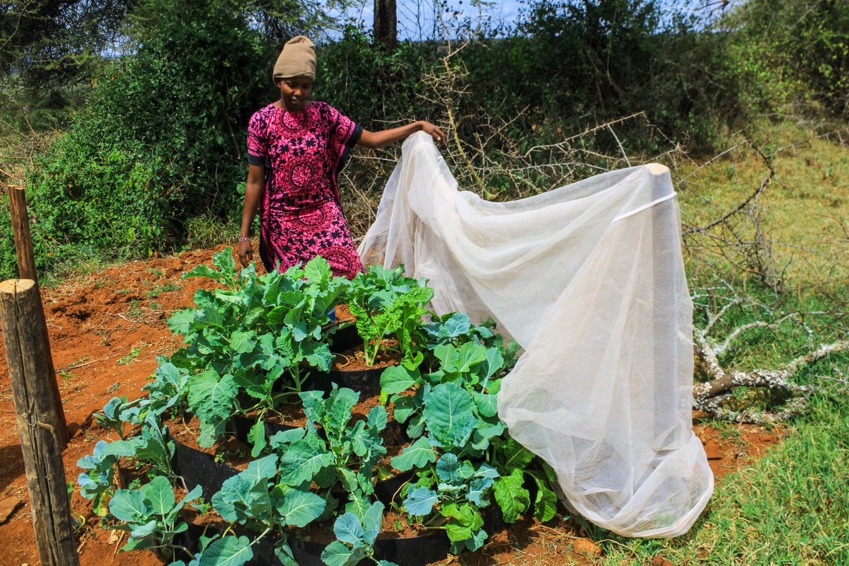 IllaramatakC's tweet image. Young women thrive with their storey gardens, cultivating fresh vegetables  #Breakingfree from dependency on husbands, they embrace empowerment and resilience. These gardens symbolize hope and strength, transforming lives after experiencing GBV. #EmpowerWomen #BreakTheCycle #GBV
