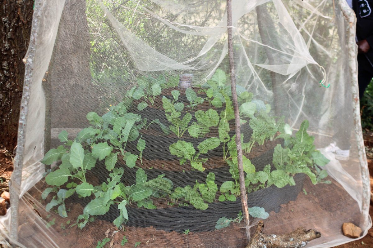 IllaramatakC's tweet image. Young women thrive with their storey gardens, cultivating fresh vegetables  #Breakingfree from dependency on husbands, they embrace empowerment and resilience. These gardens symbolize hope and strength, transforming lives after experiencing GBV. #EmpowerWomen #BreakTheCycle #GBV