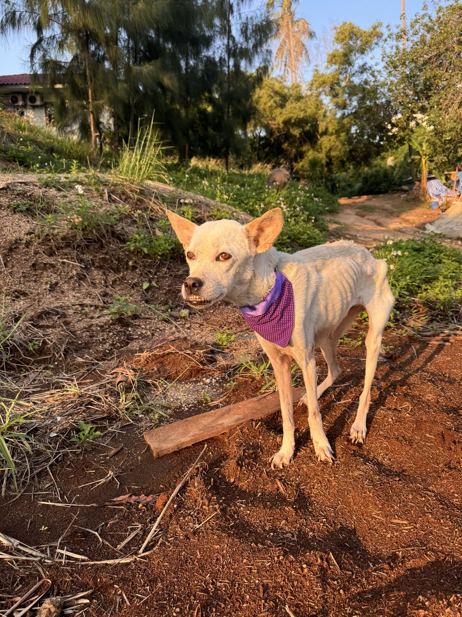 Niall Harbison tweet media