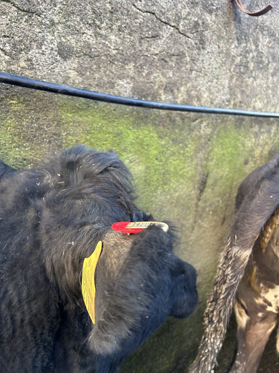 Marguerite Crowley tweet media