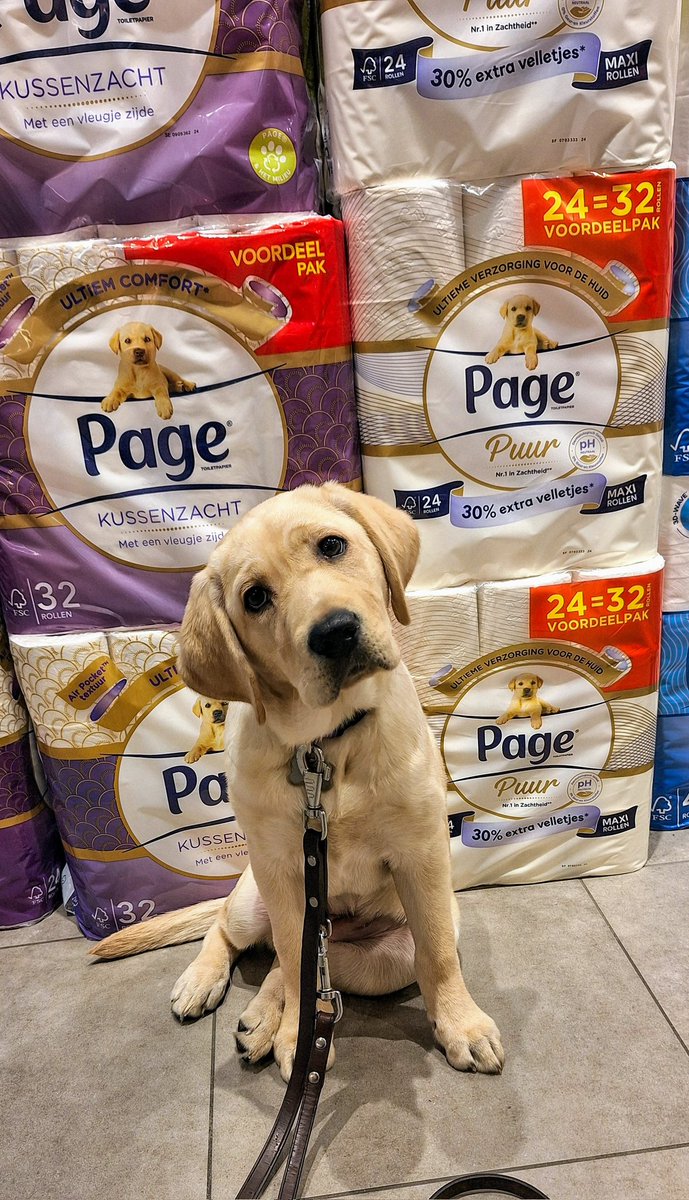 Onze #page pup Mila nu 3.5 maand oud. 
<a href="/KNGFGeleidehond/">KNGF Geleidehonden</a> #puppypleegezin #labrador