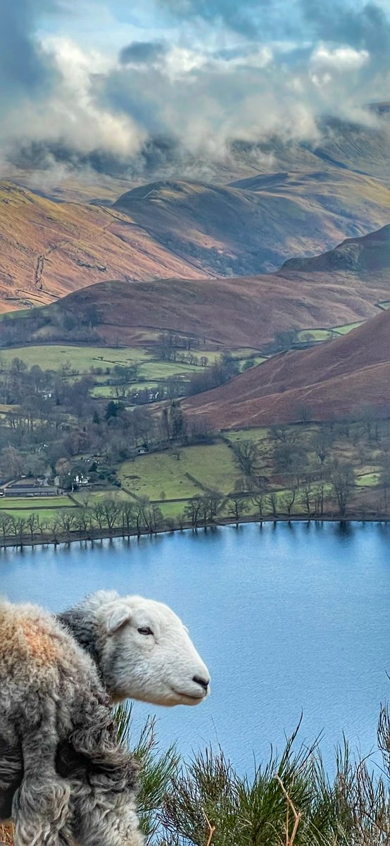 Catstycam's tweet photo. Ullswater Herdy ❤️
Definitely needs a click 😊 https://t.co/zAlR6NS7m6