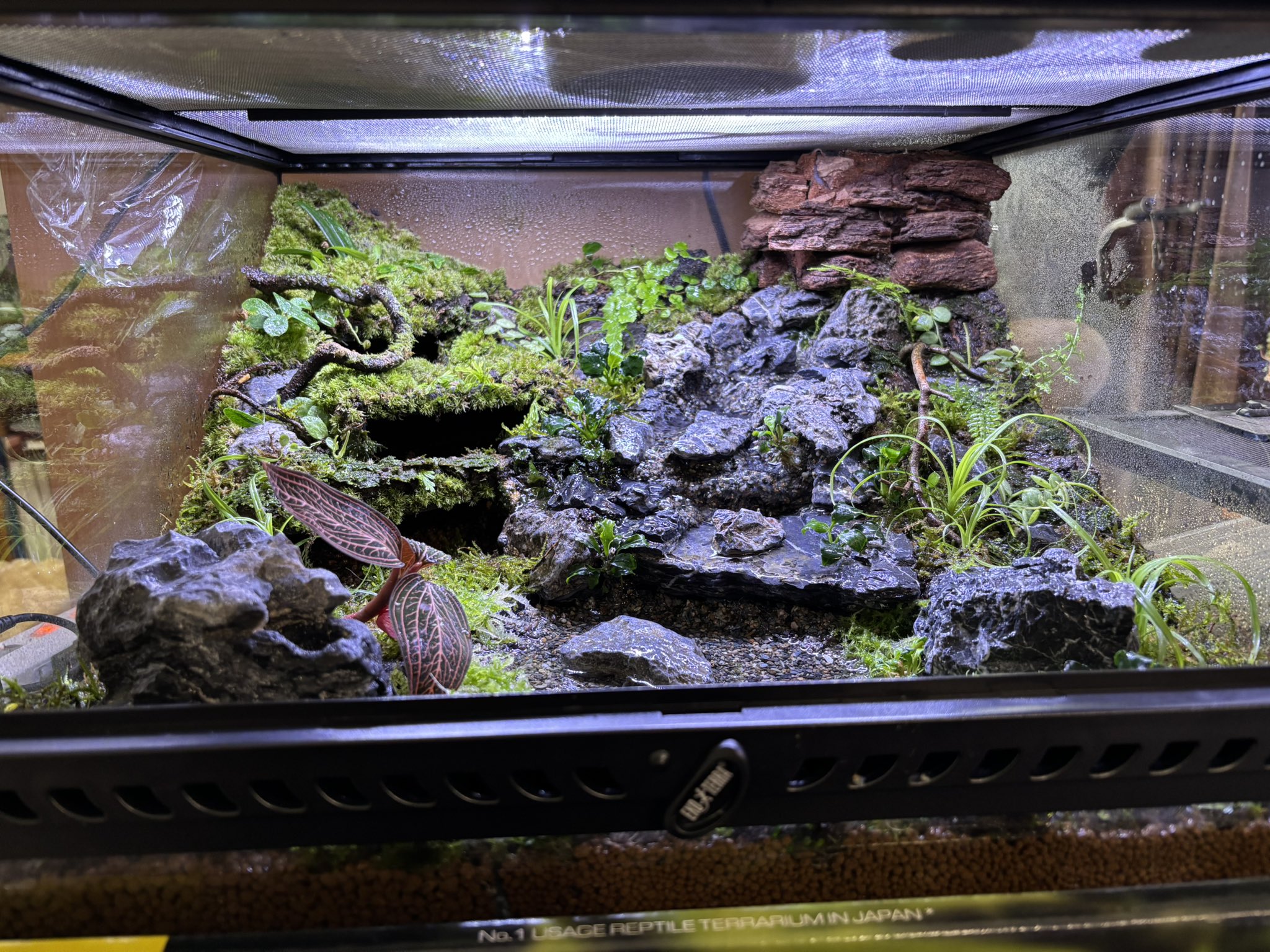 ナオページ1　テラリウム オーダー作品　アクアテラリウム 俺の渓谷 vol.06【 Diorama & Terrarium / ジオテラ 】 ワイルド
