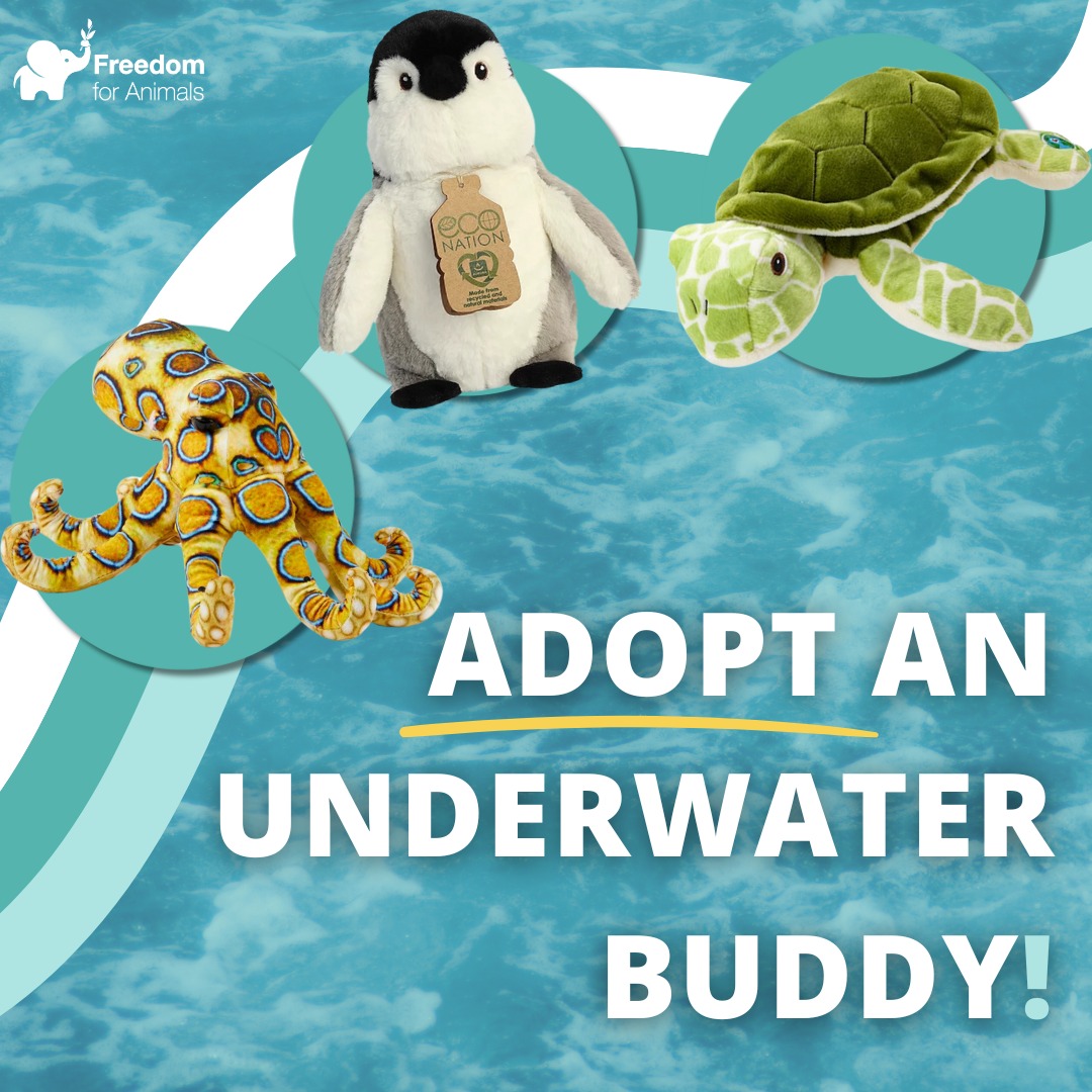 freeanimalsuk's tweet photo. Adopt an underwater buddy with Freedom for Animals 🐙🐧🐢
🌊 Pick from eight cuddly buddies and fuels the fight for an end to animal captivity today: https://t.co/Eb8OuIH79k
#FreedomforAnimals #AnimalRights #AnimalLovers #Wildlife #DailyDoseOfNature #AnimalRightsMovement https://t.co/LsBJmF7hG9
