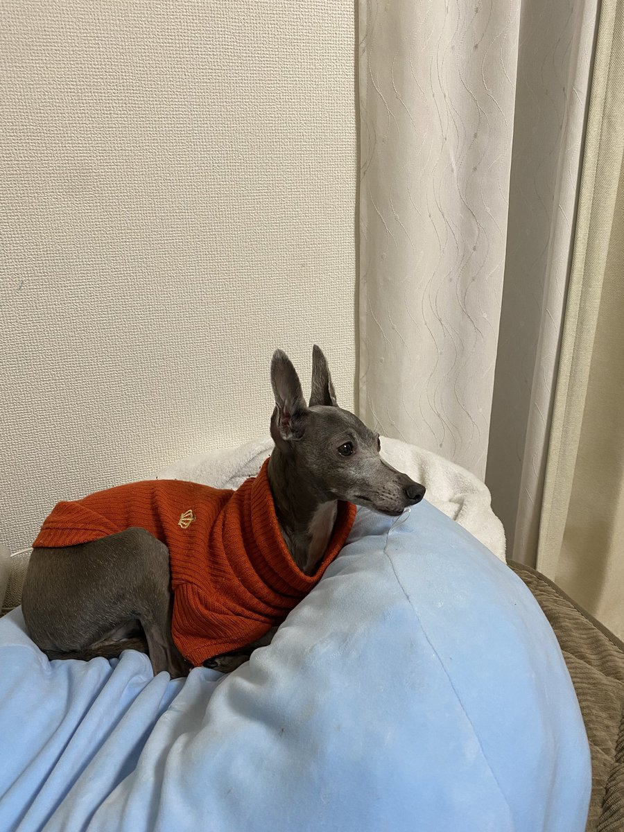 ShihoAzq's tweet photo. 何の音もしてないのに、突然起き上がって
🐶ん？？？なんだる？？
て目をかっぴらいて耳立てるのやめてくれ
こわいんだ… https://t.co/zqsGio5Jzv