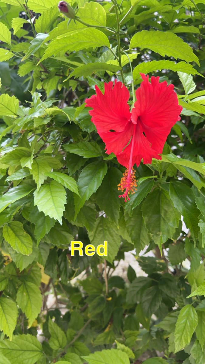LucaCallimachi's tweet photo. #Red #flower #Chineserose #beaufiful #Tulum #Tulumbeach #Mexico #🇲🇽 #🌺 https://t.co/y9BDPpSrFW