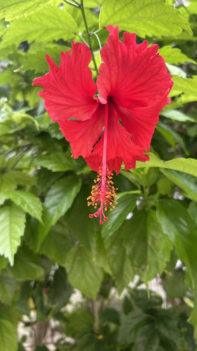 LucaCallimachi's tweet photo. #Red #flower #Chineserose #beaufiful #Tulum #Tulumbeach #Mexico #🇲🇽 #🌺 https://t.co/y9BDPpSrFW