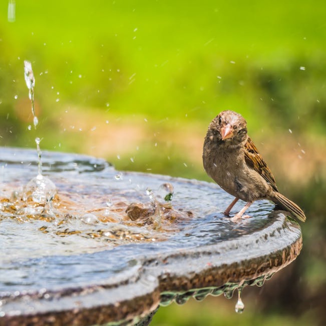 Winter can be a tough time for wildlife, but there are things you can do in the garden to help. Like providing fresh water in a bird bath...