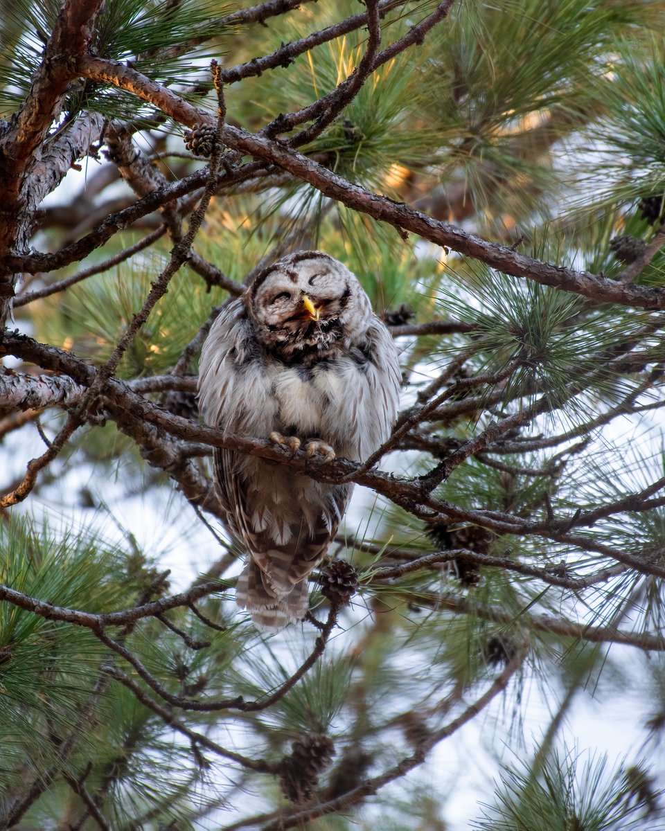 Barred owls make a variety of interesting sounds – some of which sound a little like laughing. Their most famous call consists of 8-9 notes and sounds similar to “Who cooks for you? Who cooks for you, all?”.  

📸Grayson Smith/USFWS