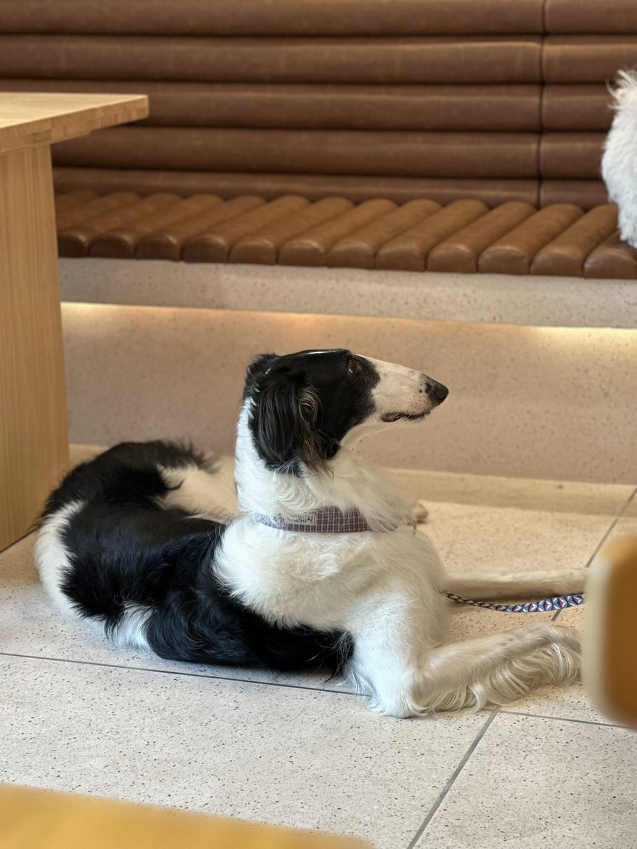 hapsbrunch's tweet photo. 🐕ลูกค้า 4 ขาของร้านเรา น่ารักทุกท่านเลยย🐈

ที่ haps เราคือร้านคาเฟ่ pet friendly อย่างแท้ทรู 🧡 น้องๆ ทุกตัวสามารถเข้ามาในโซนแอร์ของร้านได้ 🤩 เราจะดูแลอย่างดี มีน้ำเย็นให้ แถมมีเมนูไอติมสำหรับน้องๆ ด้วยย!🍦

#อร่อยบอกต่อ #รีวิวคาเฟ่ https://t.co/hgbj1yN8hB