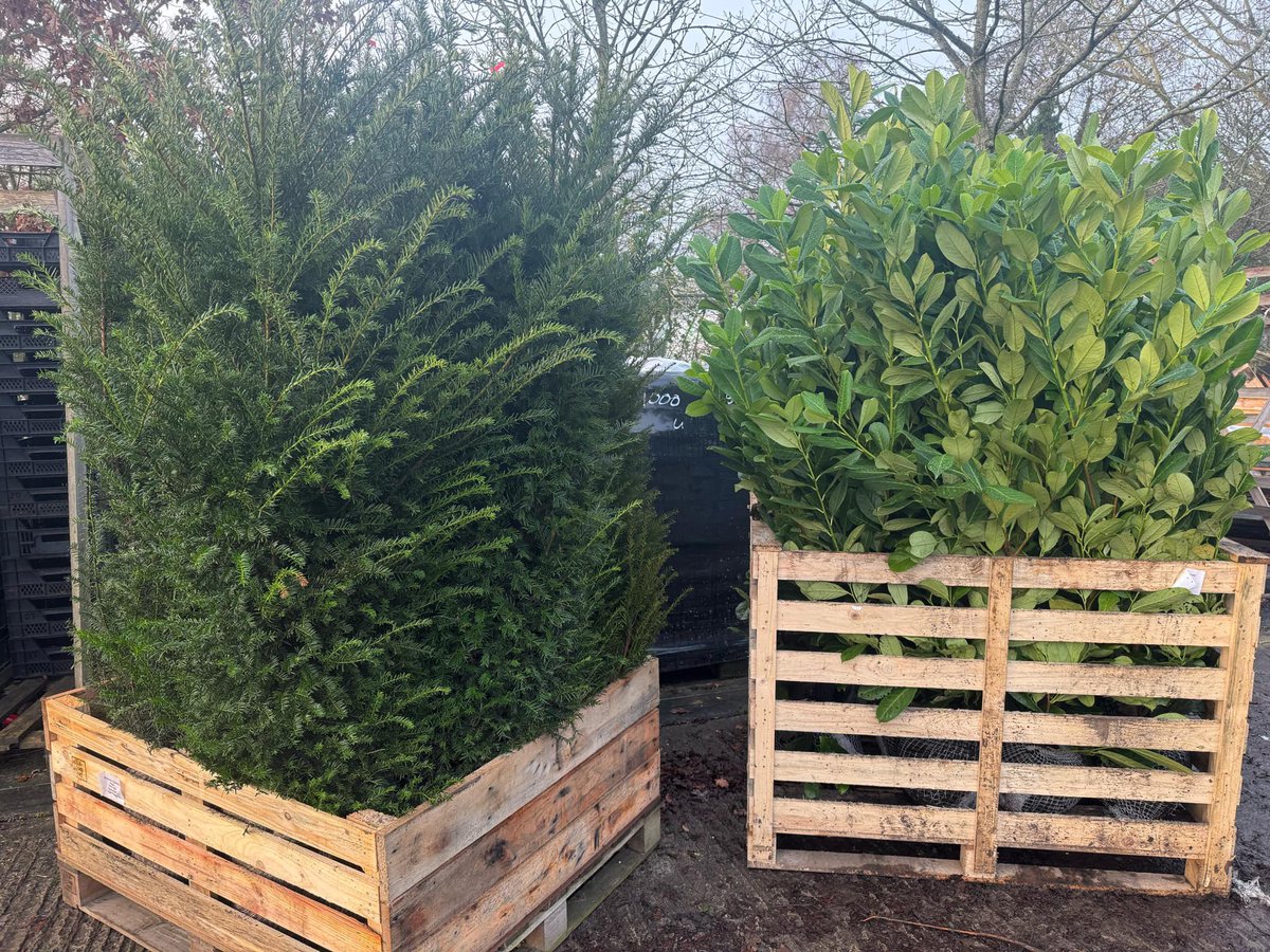 Native evergreen shrubs for hedges -Taxus baccata (Yew) or Ilex aquifolium (Holly).  We have these and plenty of other evergreen plants in a range of sizes available now.

Visit CV23 9QQ mon-fri or email Lewis@bernhardsnurseries.co.uk for a quote. 

#hedging #evergreens #shrubs