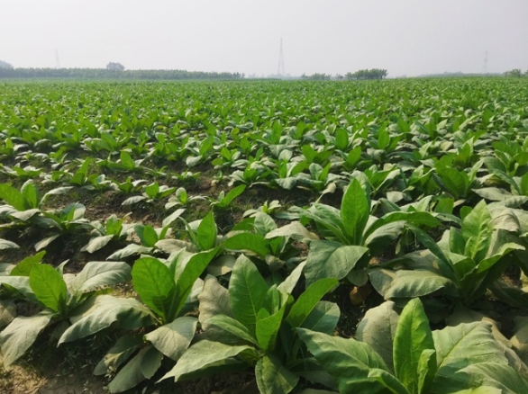 টাঙ্গাইলের চরাঞ্চলে বাড়ছে তামাক চাষ, হুমকিতে পরিবেশ ও স্বাস্থ্য