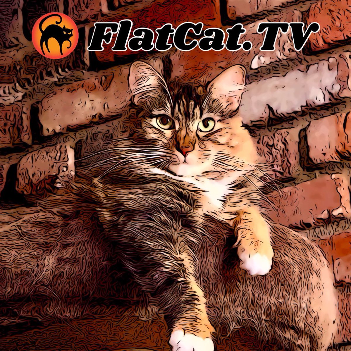Flat Cat TV tweet media