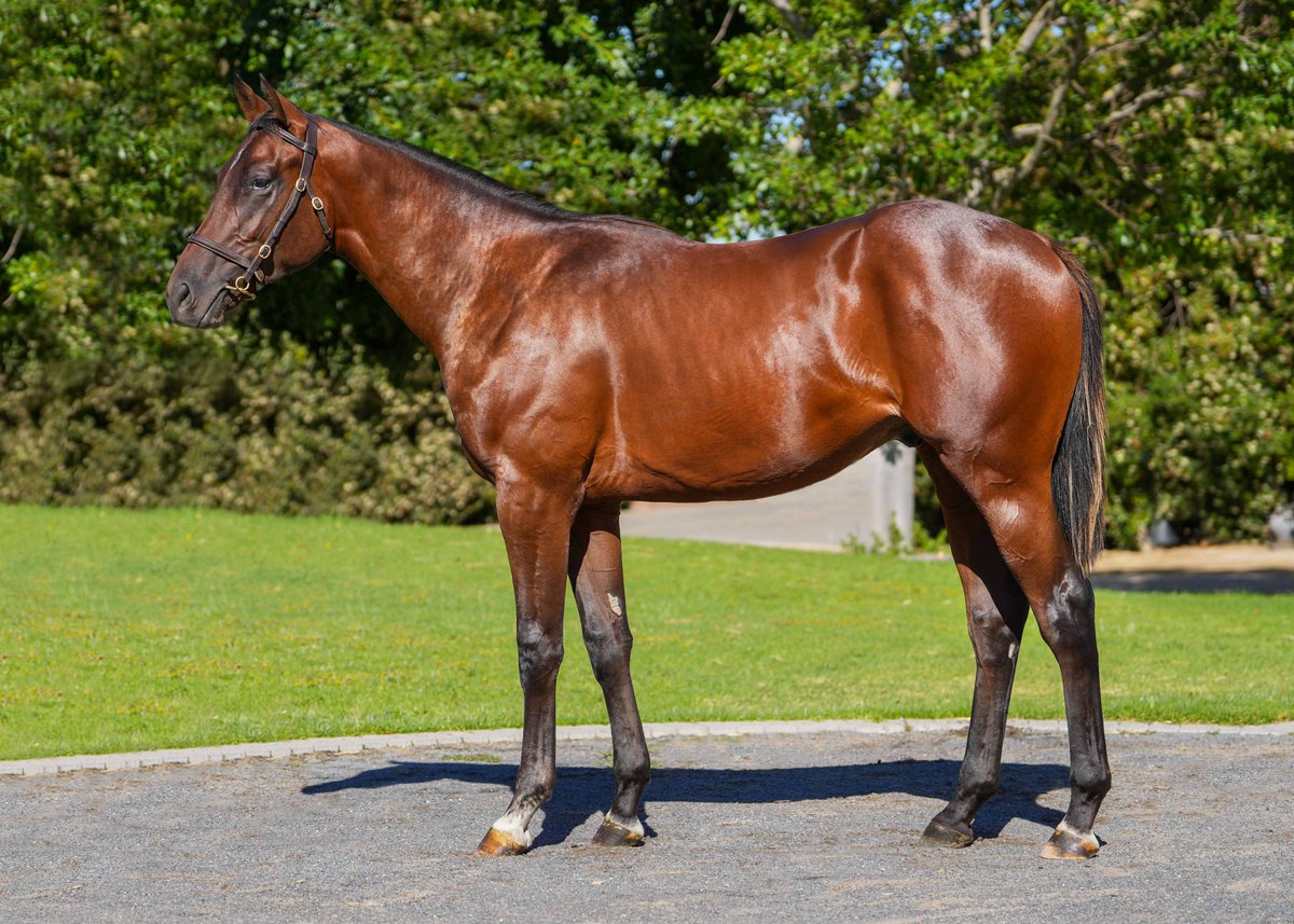 LOT 59 – WORLD SUPREME - Bay Colt
One World x Supreme Dynasty (Dynasty)
SOLD R 1 500,000
<a href="/WinterbachStud/">Winterbach Stud</a>  #SummerSale2025