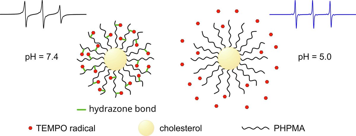 Institute of Macromolecular Chemistry CAS (@imc_prague) on Twitter photo #new_paper: HPMA-based nitroxide radical containing nanoparticles with controlled radical release: Detailed physico-chemical characterization
<a href="/EuropeanPolymer/">EuropeanPolymerJournal</a>: HPMA copolymers, Nitroxide radicals, EPR, Potentiometric titration, Light scattering
doi.org/10.1016/j.eurp… #new_paper: HPMA-based nitroxide radical containing nanoparticles with controlled radical release: Detailed physico-chemical characterization
<a href="/EuropeanPolymer/">EuropeanPolymerJournal</a>: HPMA copolymers, Nitroxide radicals, EPR, Potentiometric titration, Light scattering
doi.org/10.1016/j.eurp…