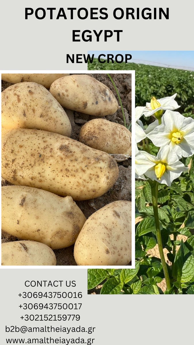 CAmaltheia's tweet image. Amaltheia Yada introduces Fresh Spunta Potatoes straight from Egypt!!

#potatoes #spunta #Egyptpotatoes #fruits #exportfruits #fruit #vegetable #greece #food #qualitycontrol #amaltheiayada #distributor #healthyfood #grocerydeals #seasonspecial #globalmarket #ordernow