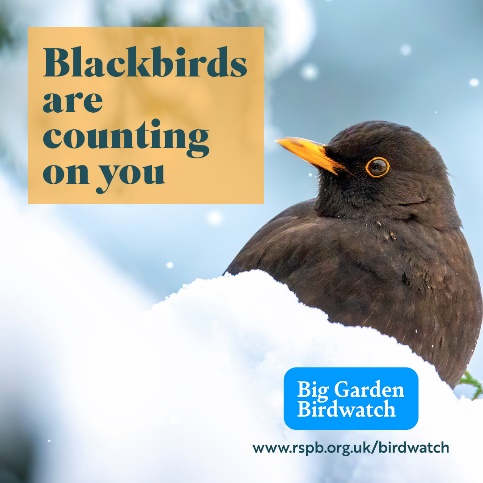 I’m taking part in #BigGardenBirdWatch with <a href="/Natures_Voice/">RSPB</a> ! It only takes one hour of your time between Friday and Sunday to help save nature – let’s make it count ! rspb.org.uk/birdwatch PS Better done with a vegan hot chocolate and cake !