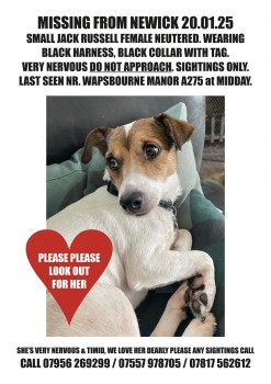 MissingPetsGB's tweet photo. 🐕 MAGGIE is 8 years old, she escaped a family members home when the postman came on 20 January 2025 in #Newick #EastSussex #RH16
Wearing black harness, black collar &amp; tag. PLEASE DO NOT CHASE IF SEEN. MAGGIE is very nervous and will run. https://t.co/h1IvG6MI5J