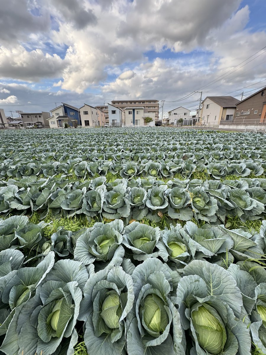 野菜はね、足音を聞いて育つんだよ。
って言われたことがあるの。

最初はどういう事か分からなかったけど、
最近分かった。

キャベツ畑を見回りするじゃん？
病気が来てないか？
虫がいないかなど色々みるのだけど
やはりどれだけ機械やAIが進化しても
最後はやはり自分の目で見るために足を運ぶの。