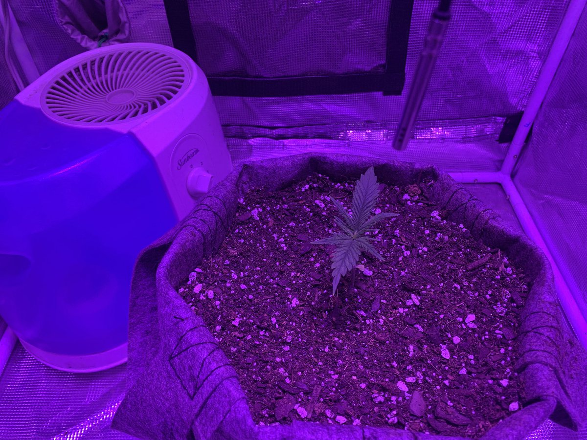 GrowsOhio's tweet photo. Rise and shine world! A 3 tents rolling along. The dryback on the autos seems to be helping… we will know more tomorrow!
.
#vivosun #marshydro #organic #photoperiod #autoflower #foxfarm #buildasoil #gaiagreen #loyaltothesoil #cannafam https://t.co/LNIlPEK5ob