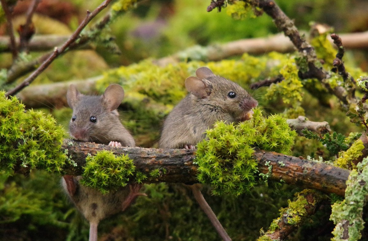 George the Mouse in a log pile house - Simon dell tweet media
