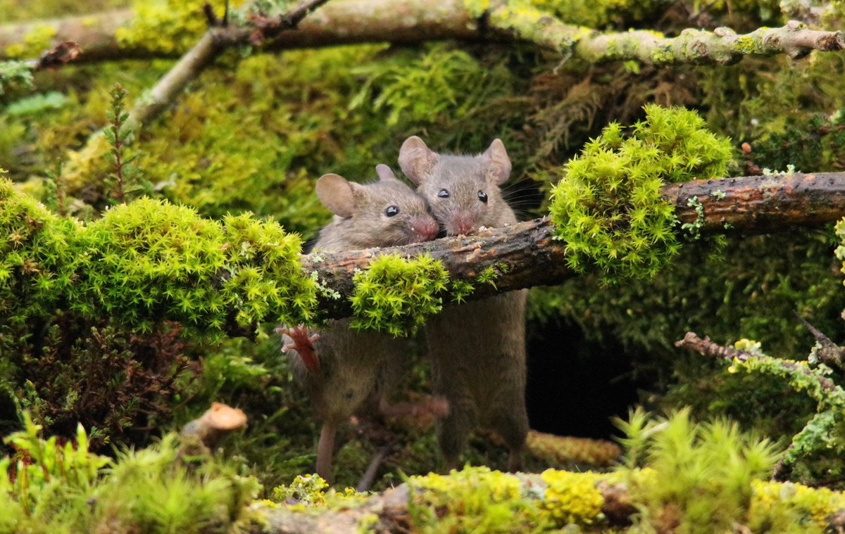 George the Mouse in a log pile house - Simon dell tweet media