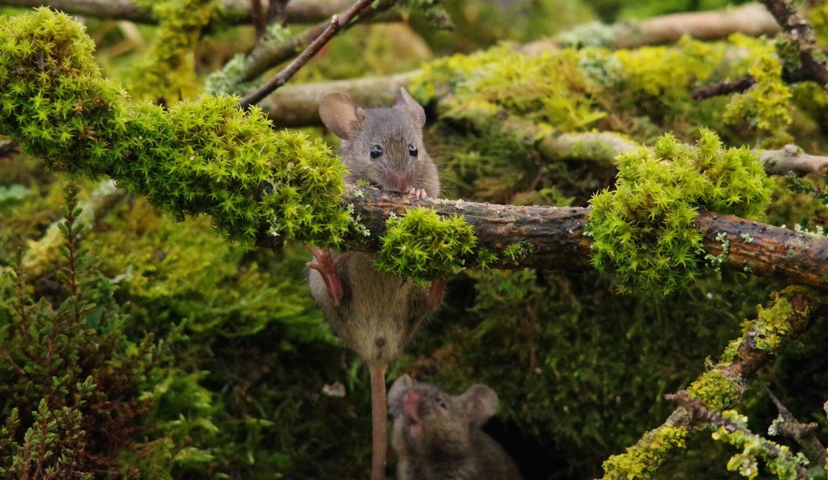 George the Mouse in a log pile house - Simon dell tweet media