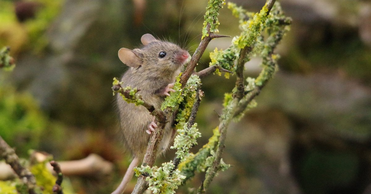 some of the young mice having a climb and forage in some mossy twigs