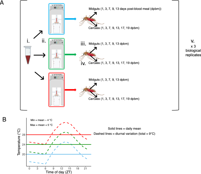 CommsBio's tweet photo. Thermal variation influences the transcriptome of the major malaria vector Anopheles stephensi: Communications Biology, Published online: 22 January 2025; doi:10.1038/s42003-025-07477-2Effect of thermal variation and a blood meal on the size, composition… https://t.co/koeo0APpfg https://t.co/1THgQMMaX0