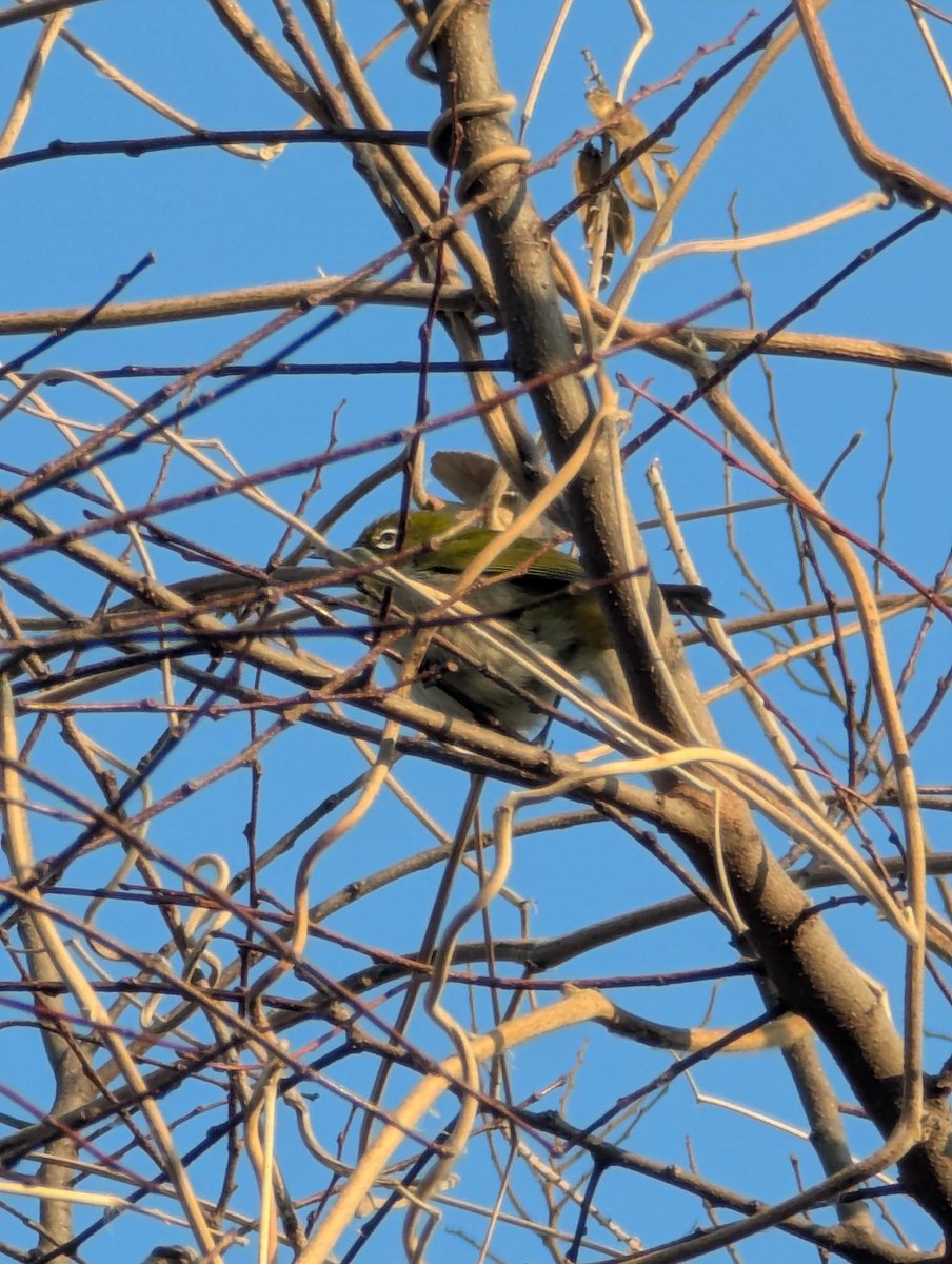 insideDimamind's tweet image. Внимание! Зимой в окрестностях Канто обнаружена японская белоглазка. И не одна) В прошлый раз видел ее клюющей сакуру. С другой стороны, +14 в январе... Ну какая это зима?