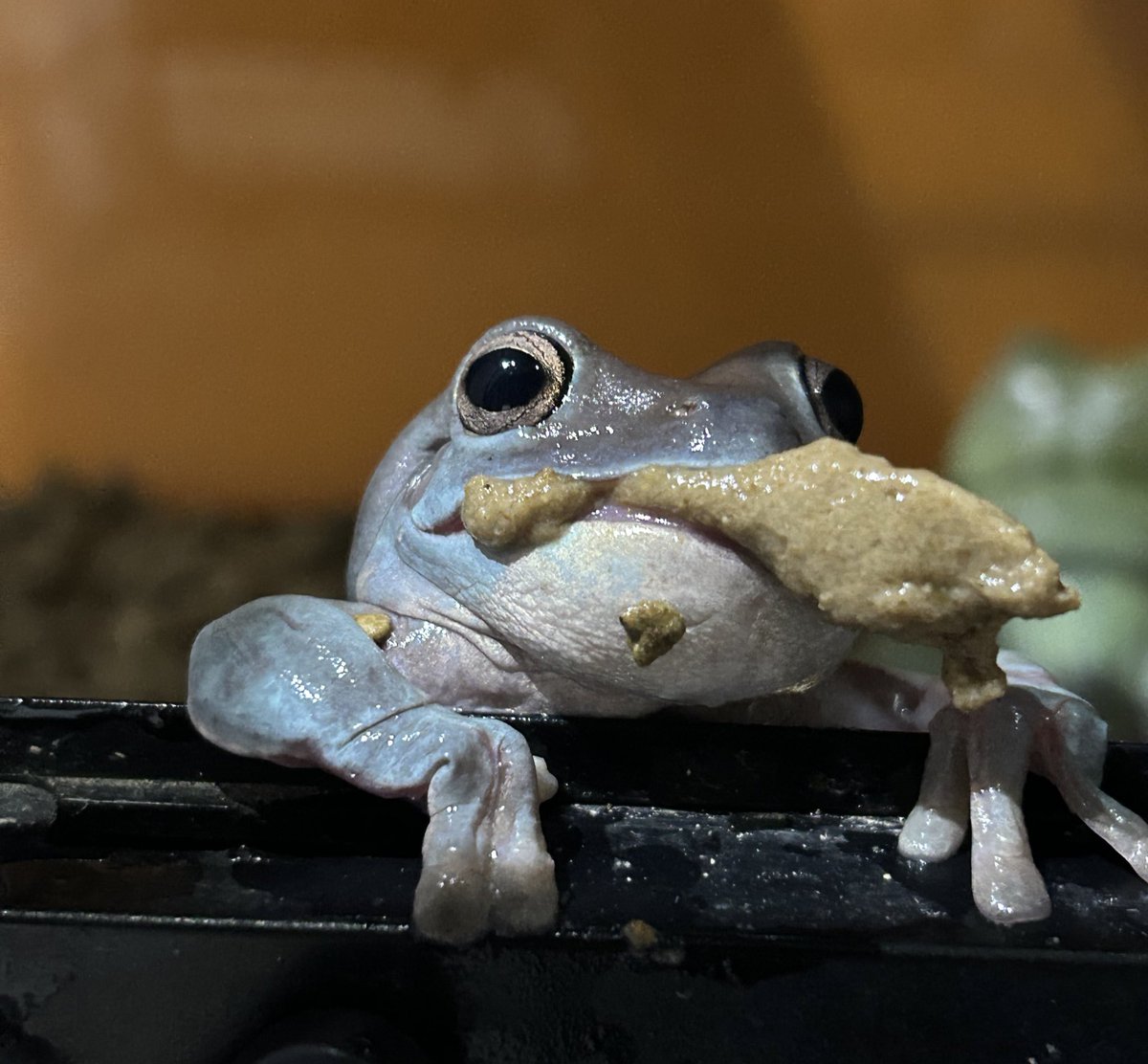 ご無沙汰です🐸
#イエアメガエル 
#爬虫類好きと繋がりたい