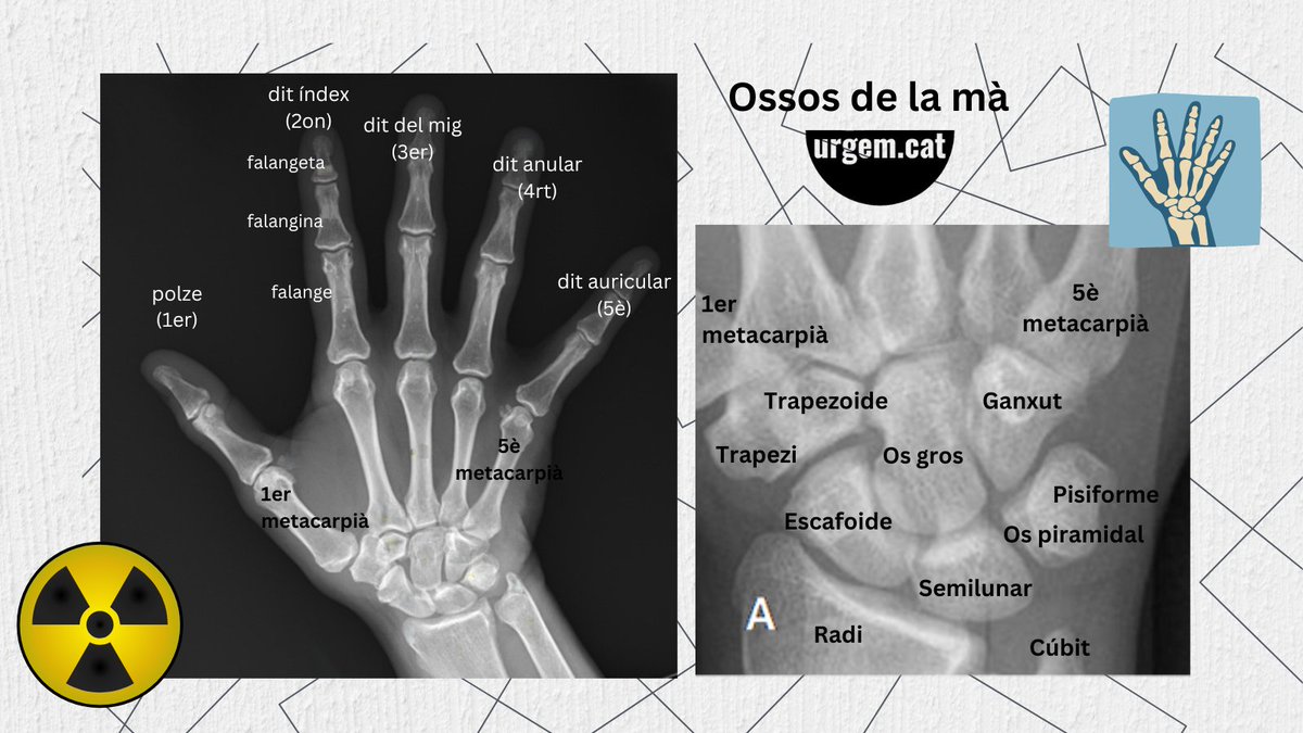 #urgemmots
Els ossos de la mà