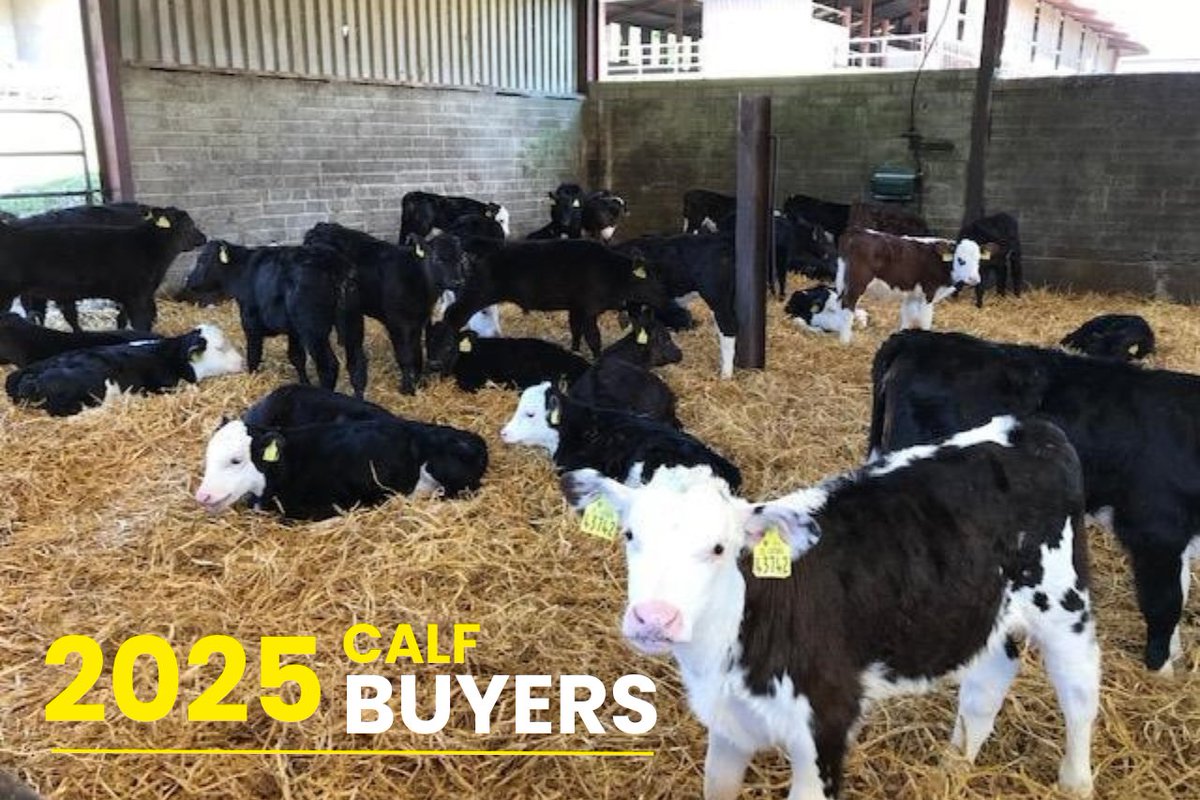 Buying calves this Spring? 
Join ICBF at Corrin Mart on Wed 29 Jan @ 7:30 PM. Learn about sourcing quality calves from the dairy herd, how to utilise the CBV, and market insights to make more profitable purchases. Register for the event here: bit.ly/Calfbuyer_Corr…