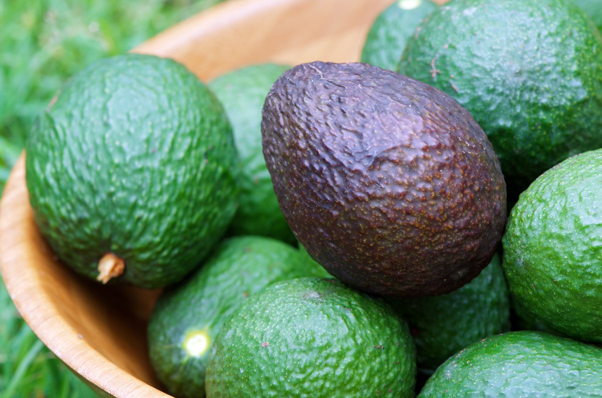 LoriShemek's tweet photo. Most people do not know this but you should wash your avocados before eating them. 🥑

Before you slice into that creamy avocado, give it a good wash with a bit of soap! Even if the skin looks clean, it can harbor bacteria, pesticides, and dirt. 

That's because before you get them from the grocery store, there's been hands all over  those avocados before you take them home. Just as shopping carts are contaminated with a great deal of bacteria - that goes for avocados as well.

Wash the avocado before cutting with a knife because as the knife goes through the avocado skin it can contaminate the inside of the avocado.