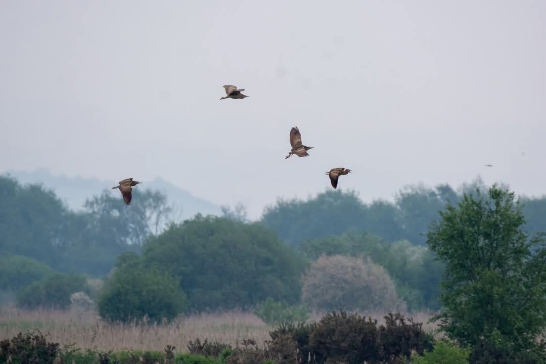 Bev Teague tweet media