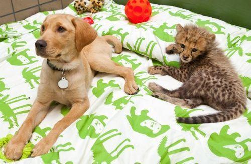 boturitter's tweet image. &quot;Unlikely besties! 🐾❤️ #OddCouple #PuppyLove #CheetahCub #Friends&quot;
